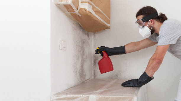 Professional Basement Mold Removal technician working in Rutherford, PA