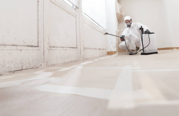 24/7 Emergency Basement Mold Removal experts in Rutherford, PA