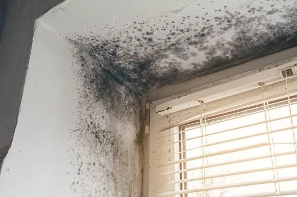 Affordable Basement Mold Removal solutions in Rutherford, PA