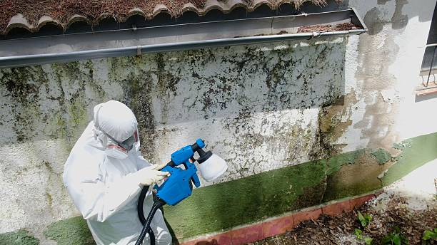 Top rated local Basement Mold Removal specialists in Rutherford, PA